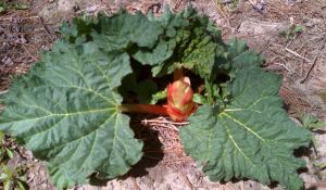 rhubarb close 5.12.13
